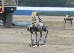 新疆狼群在积雪下挖出一条路的视频